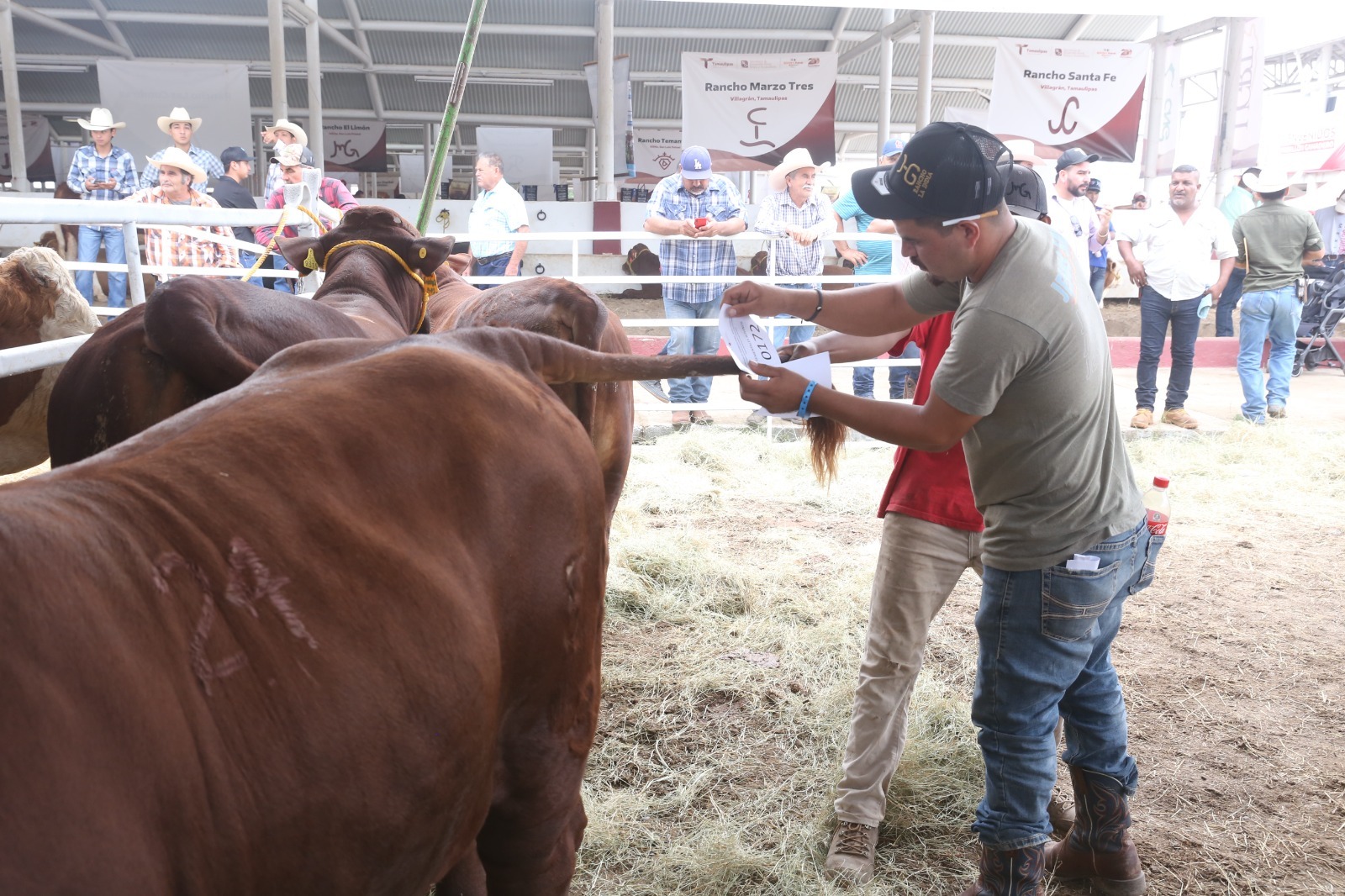 Prepara Desarrollo Rural evento de Mejoramiento Genético 2025
