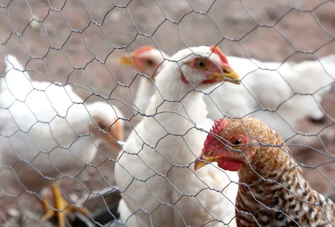 México activa protocolo sanitario por presencia de influenza aviar en una granja en Nuevo León