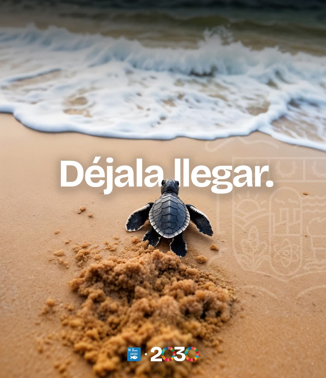 Gobierno de Matamoros llama a proteger a las tortugas marinas con la campaña “Déjala llegar”