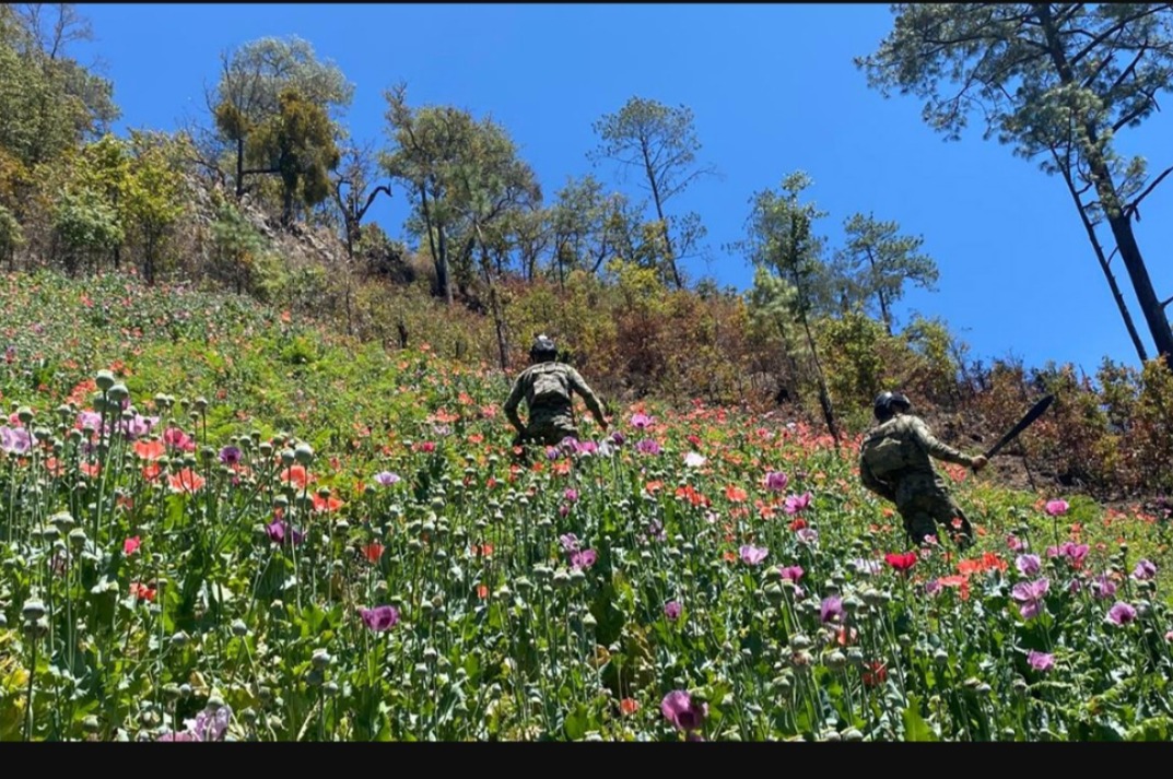 Marina erradica 124 plantíos de amapola en Nayarit