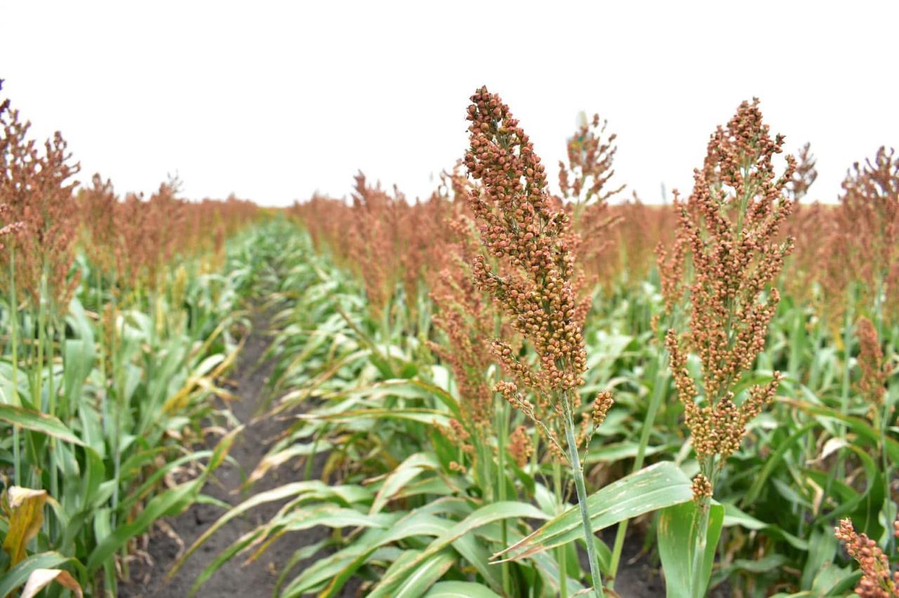 Inician lentamente las trillas de sorgo en el Valle de San Fernando