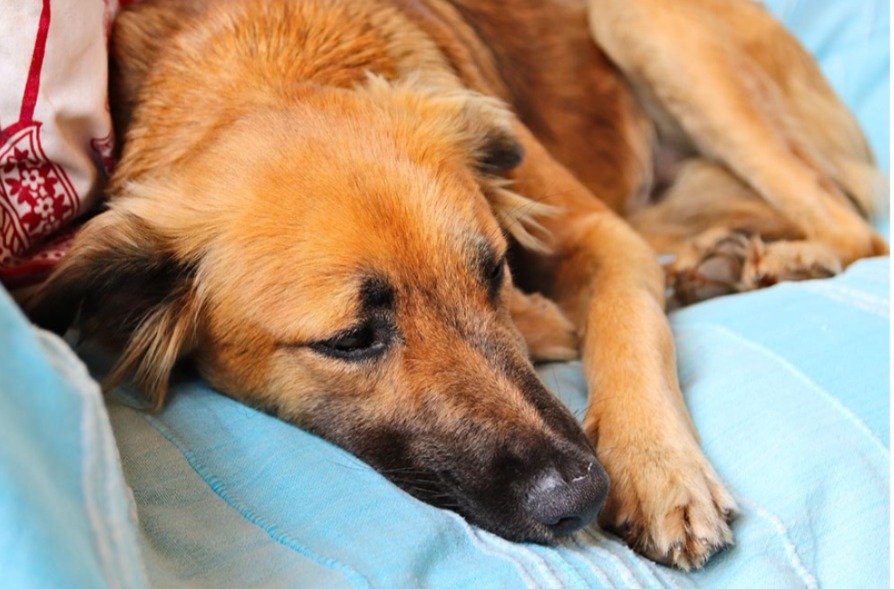 Detectan primer caso de miasis por gusano barrenador en un perro en Oaxaca