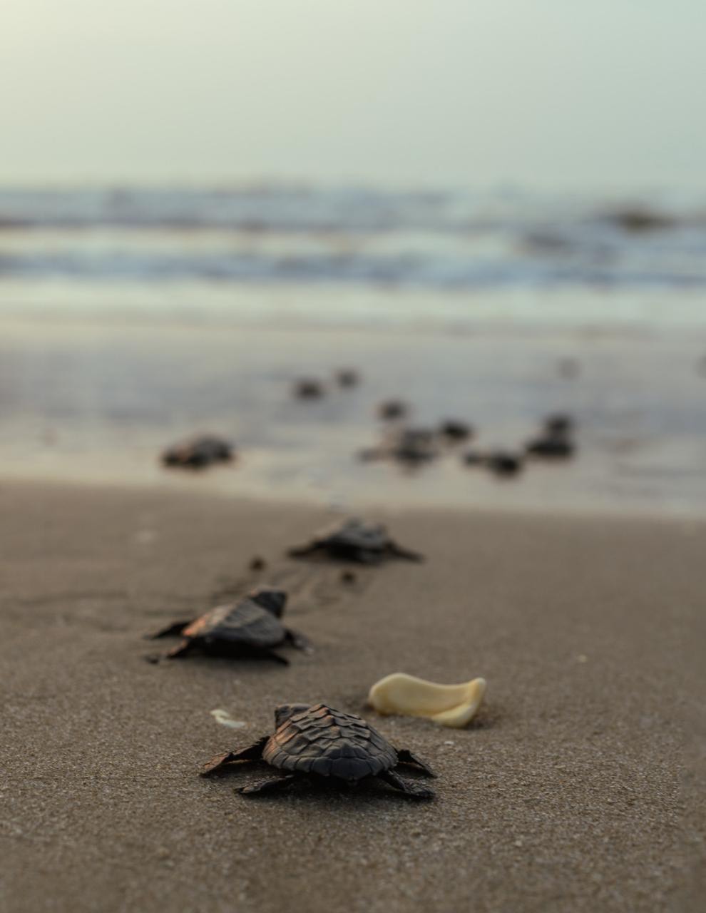 Nuevo récord de Tamaulipas en liberación de crías de tortuga lora