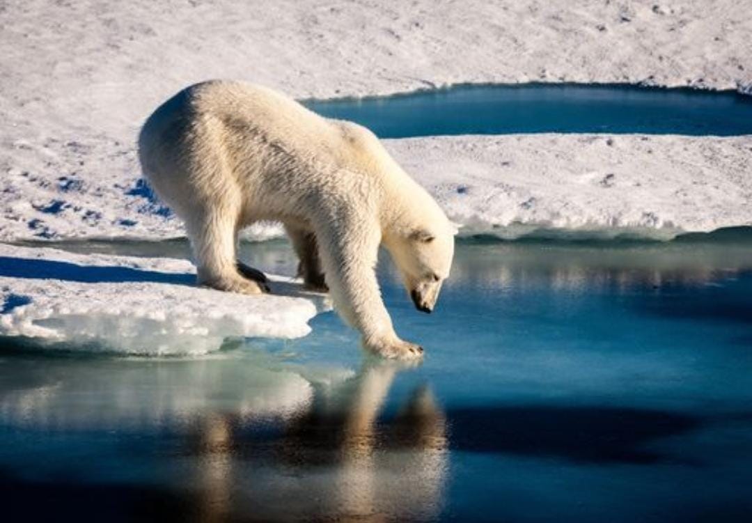 La antártida tendrá consecuencias más severas si no se reducen las emisiones de CO2 rápido; Afectarán a todo el mundo