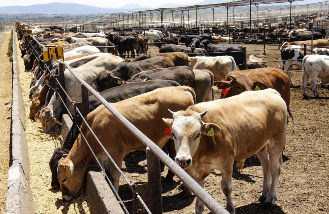 Tamaulipas en la fase 2 en el “Plan México” para impulsar producción de carne