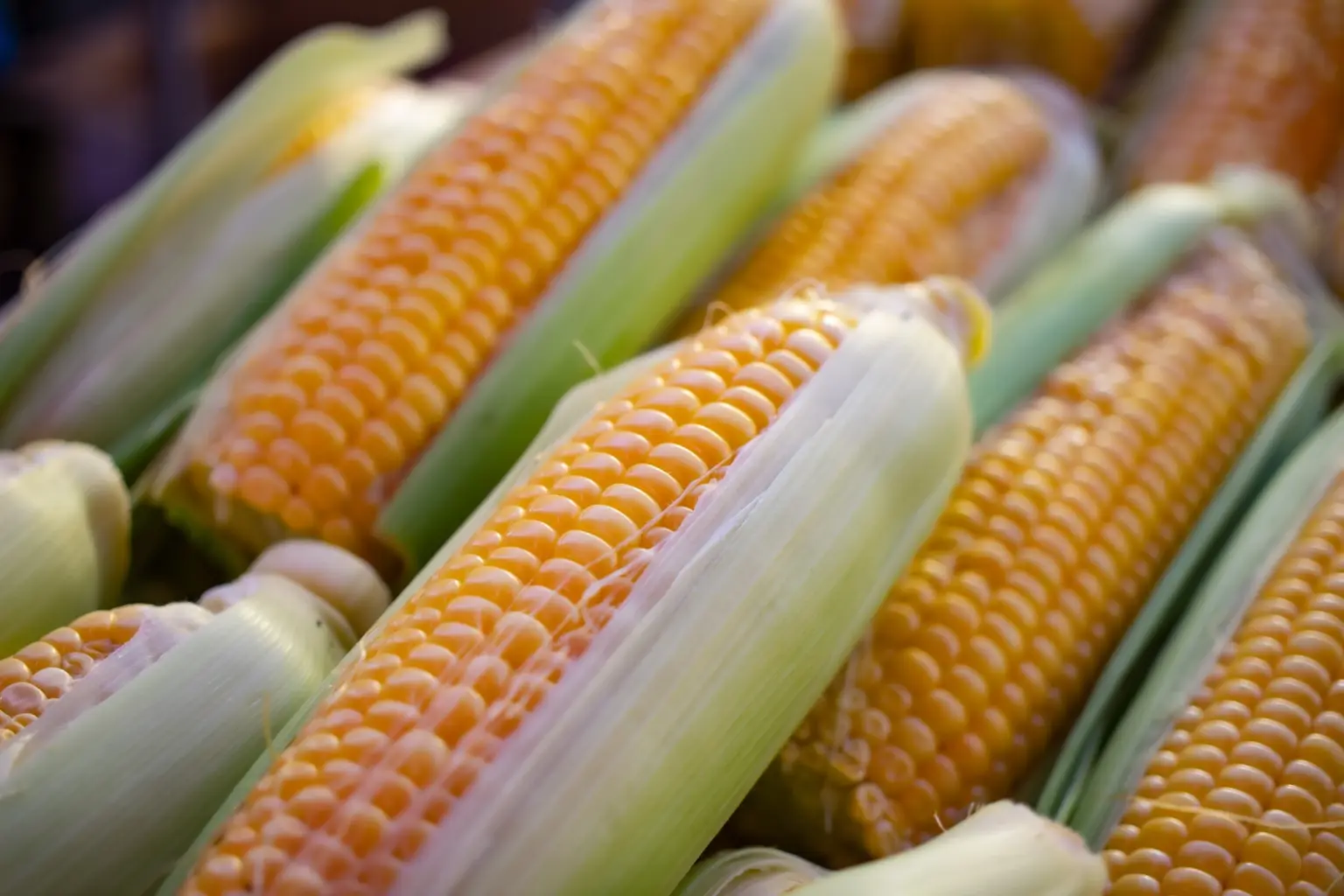 Agricultores advierten “catástrofe alimentaria” por aranceles de EE.UU.