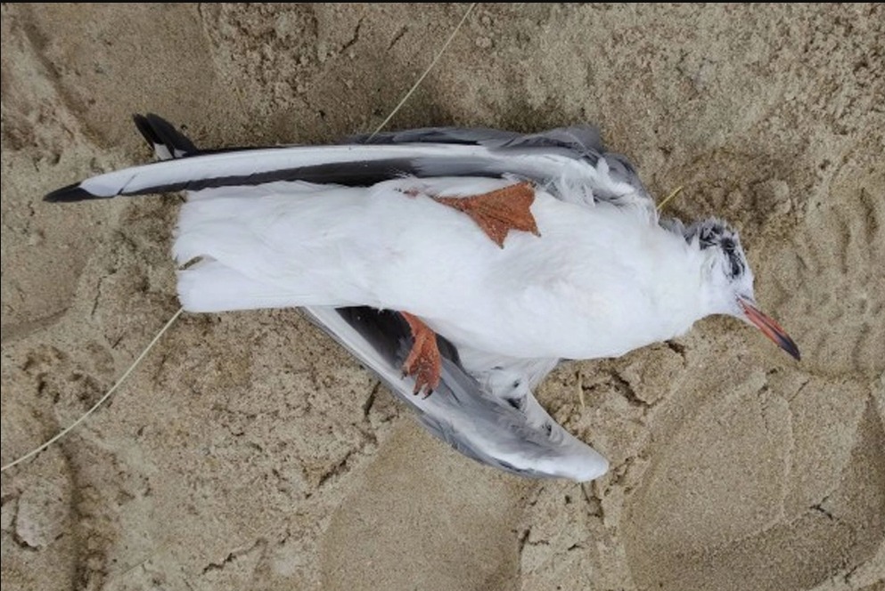 Detectan Más de 400 Aves Muertas por Gripe Aviar en Playa Bagdad