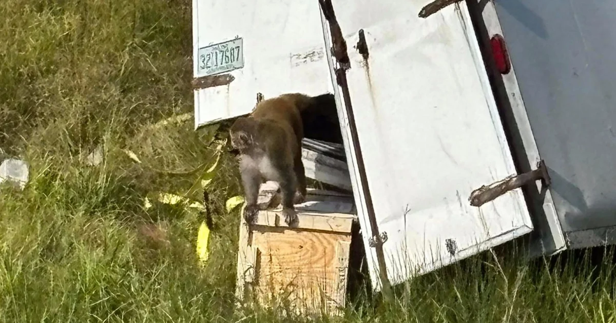 Buscan a Tres Monos de Laboratorio Escapados Tras Accidente de Tráiler en mississippi