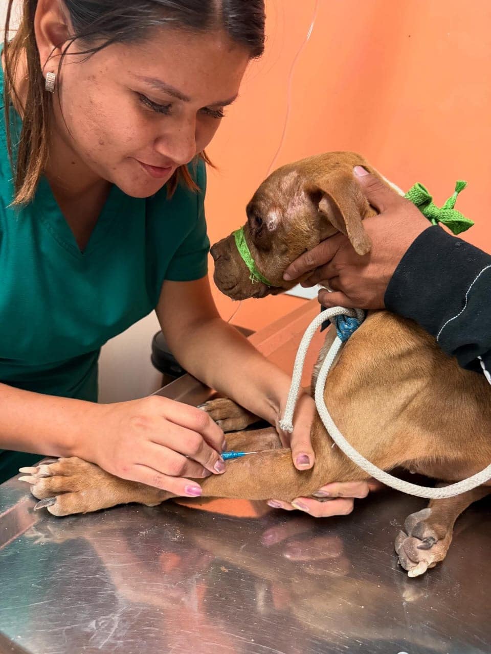 El Gobierno de Matamoros comparte avances médicos de los perritos rescatados