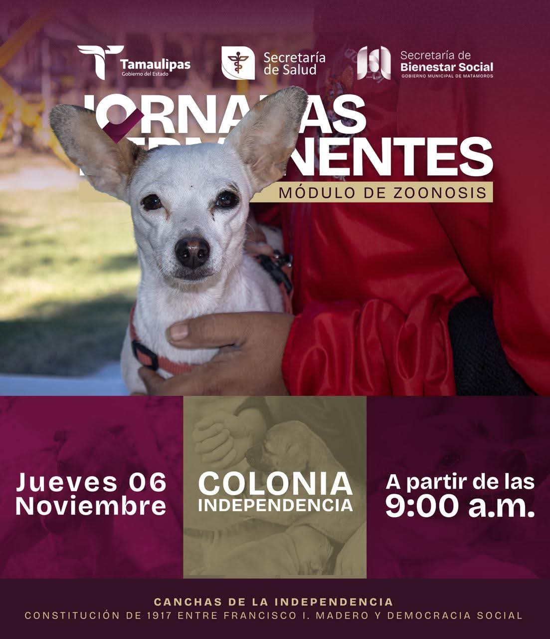 Zoonosis llega a la Colonia Independencia; gobierno municipal de atención gratuita para las mascotas