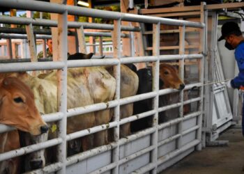 Tamaulipas registra otro caso de gusano barrenador; refuerzan cerco sanitario en el sector ganadero
