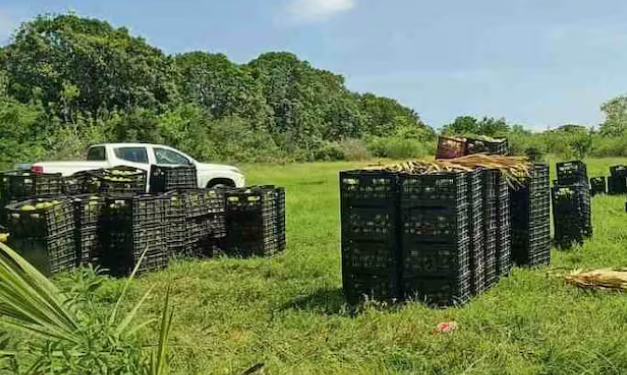 Roban 22 toneladas de mango bajo custodia de la Marina