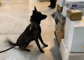 Decomisan un kilo de fentanilo en el AICM con valor de 20 mdd
