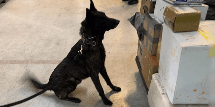 Decomisan un kilo de fentanilo en el AICM con valor de 20 mdd