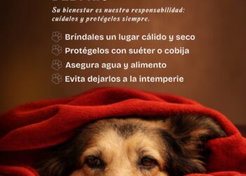 Gobierno de Beto Granados llama a proteger a las mascotas ante bajas temperaturas