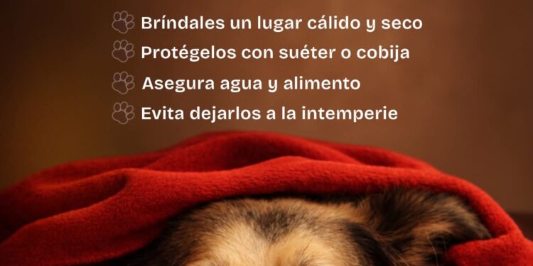 Gobierno de Beto Granados llama a proteger a las mascotas ante bajas temperaturas