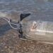 Alertan por posible contaminación del río Bravo ligada a operaciones de SpaceX