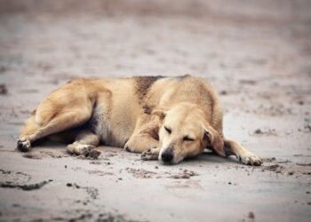 Más de 2 mil casos de gusano barrenador en perros se acumulan en México