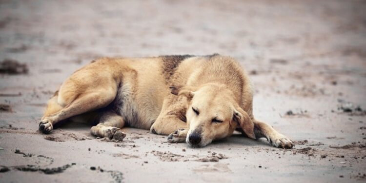 Más de 2 mil casos de gusano barrenador en perros se acumulan en México