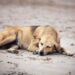 Más de 2 mil casos de gusano barrenador en perros se acumulan en México