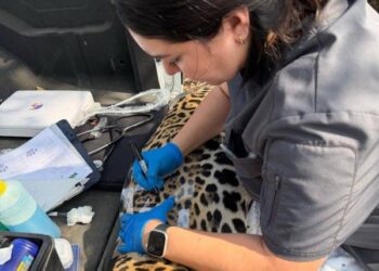 Rescata y libera Comisión de Parques y Biodiversidad a jaguar en Llera