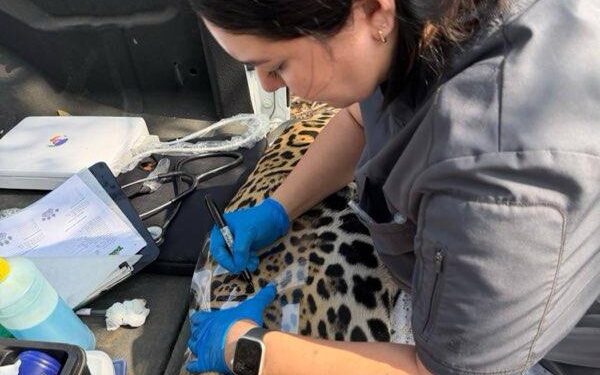 Rescata y libera Comisión de Parques y Biodiversidad a jaguar en Llera