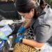 Rescata y libera Comisión de Parques y Biodiversidad a jaguar en Llera