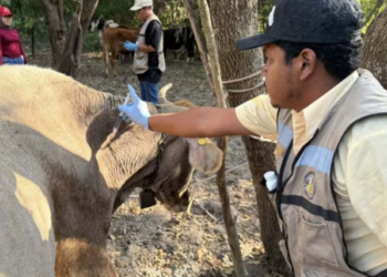 Tamaulipas reduce a 3 casos de gusano barrenador tras operativo sanitario