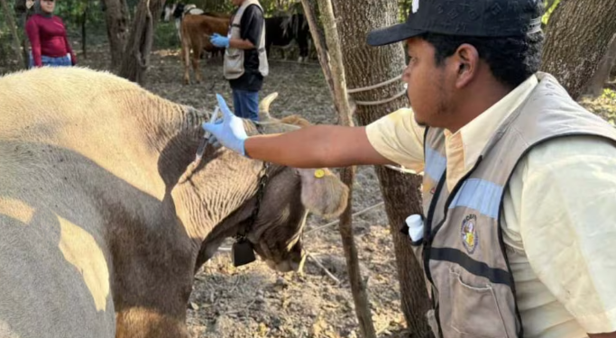 Tamaulipas reduce a 3 casos de gusano barrenador tras operativo sanitario
