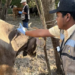 Tamaulipas reduce a 3 casos de gusano barrenador tras operativo sanitario