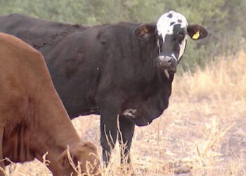 Casos de gusano barrenador se reducen en Tamaulipas: ¿cuántos casos activos hay?