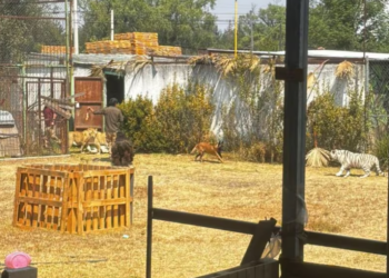 Hombre libera seis leones y se encierra en jaula para no ser devorado