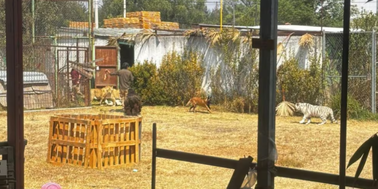 Hombre libera seis leones y se encierra en jaula para no ser devorado