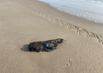 Derrame de petróleo llega a Playa Miramar, Tamaulipas