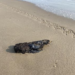 Derrame de petróleo llega a Playa Miramar, Tamaulipas