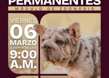 Gobierno de Matamoros Invita a la jornada de atención para mascotas en Los Presidentes
