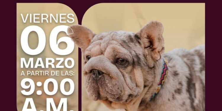 Gobierno de Matamoros Invita a la jornada de atención para mascotas en Los Presidentes