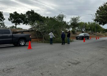 Gobierno de Matamoros responde a reporte por árbol caído