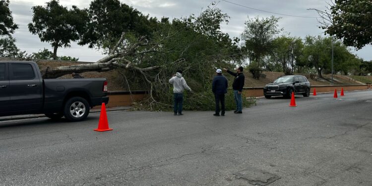 Gobierno de Matamoros responde a reporte por árbol caído