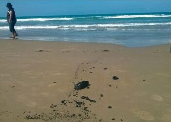 Contaminación alcanza playas de Tuxpan en Veracruz; detectan hidrocarburo a días de Semana Santa