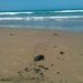 Contaminación alcanza playas de Tuxpan en Veracruz; detectan hidrocarburo a días de Semana Santa