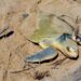 Intensifica Tamaulipas monitoreo y resguardo de nidos de tortuga lora