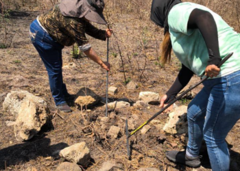 Madres buscadoras de Tamaulipas hallan restos óseos en Altamira