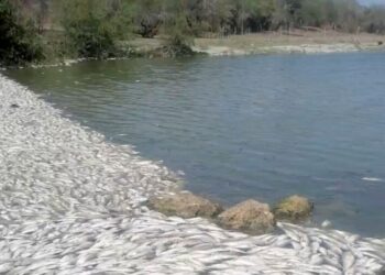 Mortandad de peces en Tamaulipas