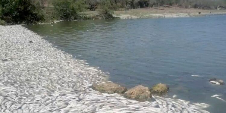 Mortandad de peces en Tamaulipas