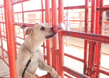 Avanza Tamaulipas en control del gusano barrenador con apoyo de binomios caninos