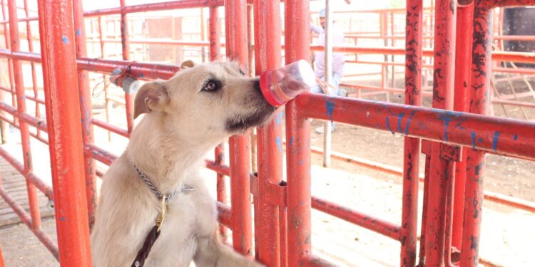 Avanza Tamaulipas en control del gusano barrenador con apoyo de binomios caninos