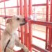 Avanza Tamaulipas en control del gusano barrenador con apoyo de binomios caninos