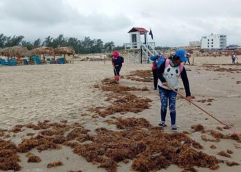 Playas de Tamaulipas ahora registran presencia de sargazo