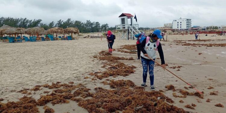 Playas de Tamaulipas ahora registran presencia de sargazo